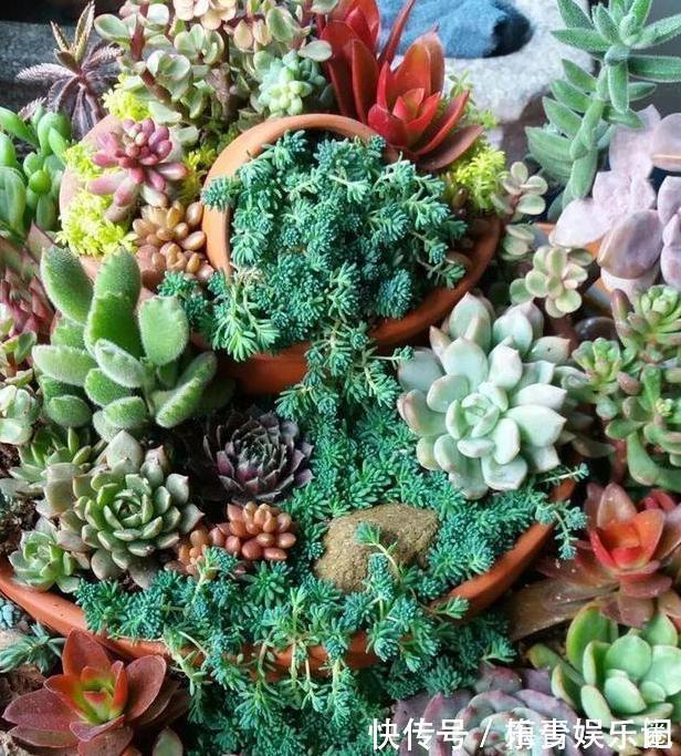 围栏|养多肉搭配什么样的花盆好?利用''碎花盆''造景,个个与众不同