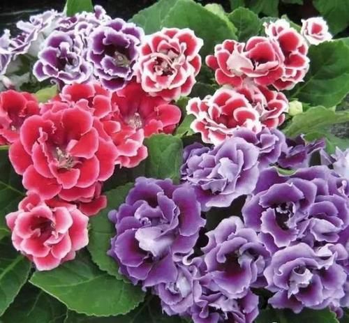 3种“耐阴花”,适合北阳台,不见太阳也能开花,四季轮流开不断