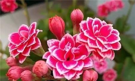 花友们|这6种花一个月不浇水都死不了,养起来简直太省心了