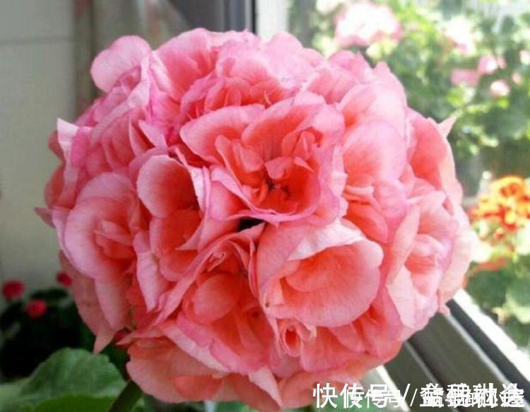 4种花不怕冷不怕热,好养又漂亮,养家里,1盆顶5盆