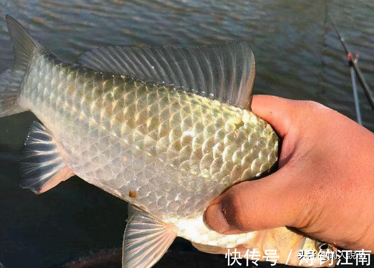 线组|新手钓友很困惑,深秋鱼口轻怎么作钓?其实从四个方面可轻松破解