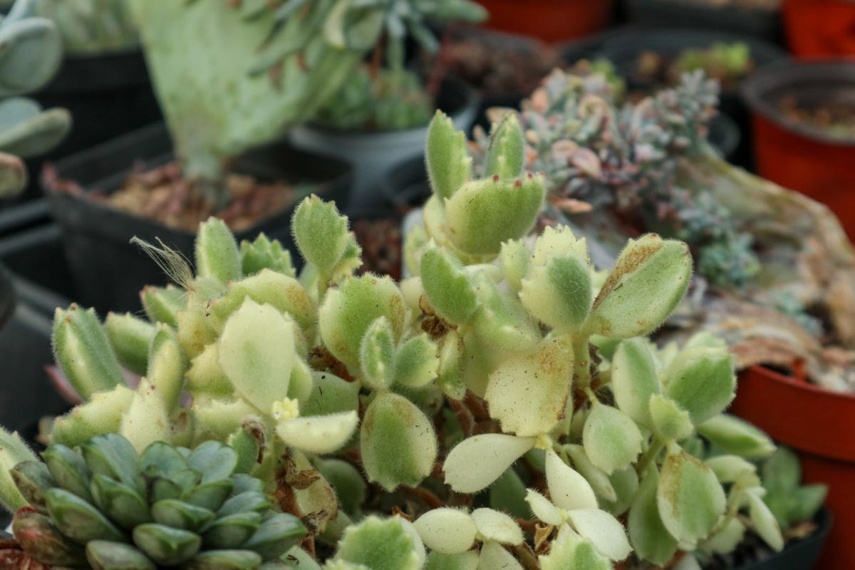 4种花不能朝叶子喷水,通风不好易烂叶,一定要注意