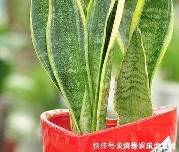 卧室|卧室里最适合放这三种绿植,空气清新睡眠无忧,赶快试试吧