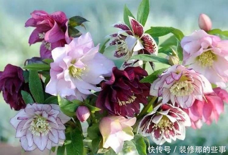 养花就养4种花,好养易活花量大,养上一盆四季欣赏,好活还不贵