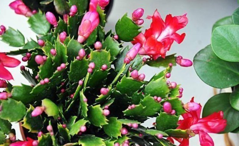 蟹爪兰叶子长出须根教你小窍门，花开爆盆，叶如瀑布