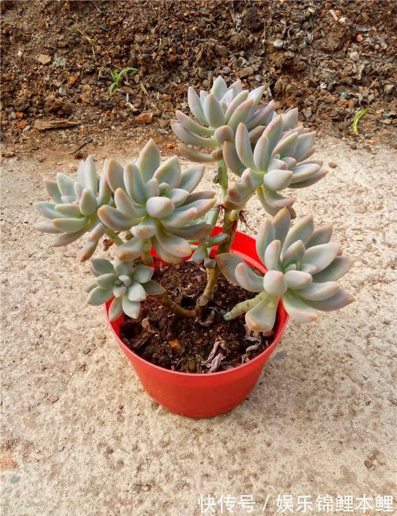 什么时候给多肉浇水合适?参考这3点,找出动手最佳时机