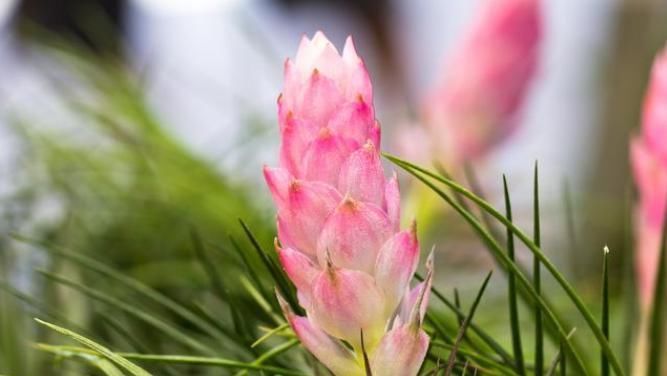  待机时间超长的3种花，一朵开100天以上，家里养一盆很喜庆