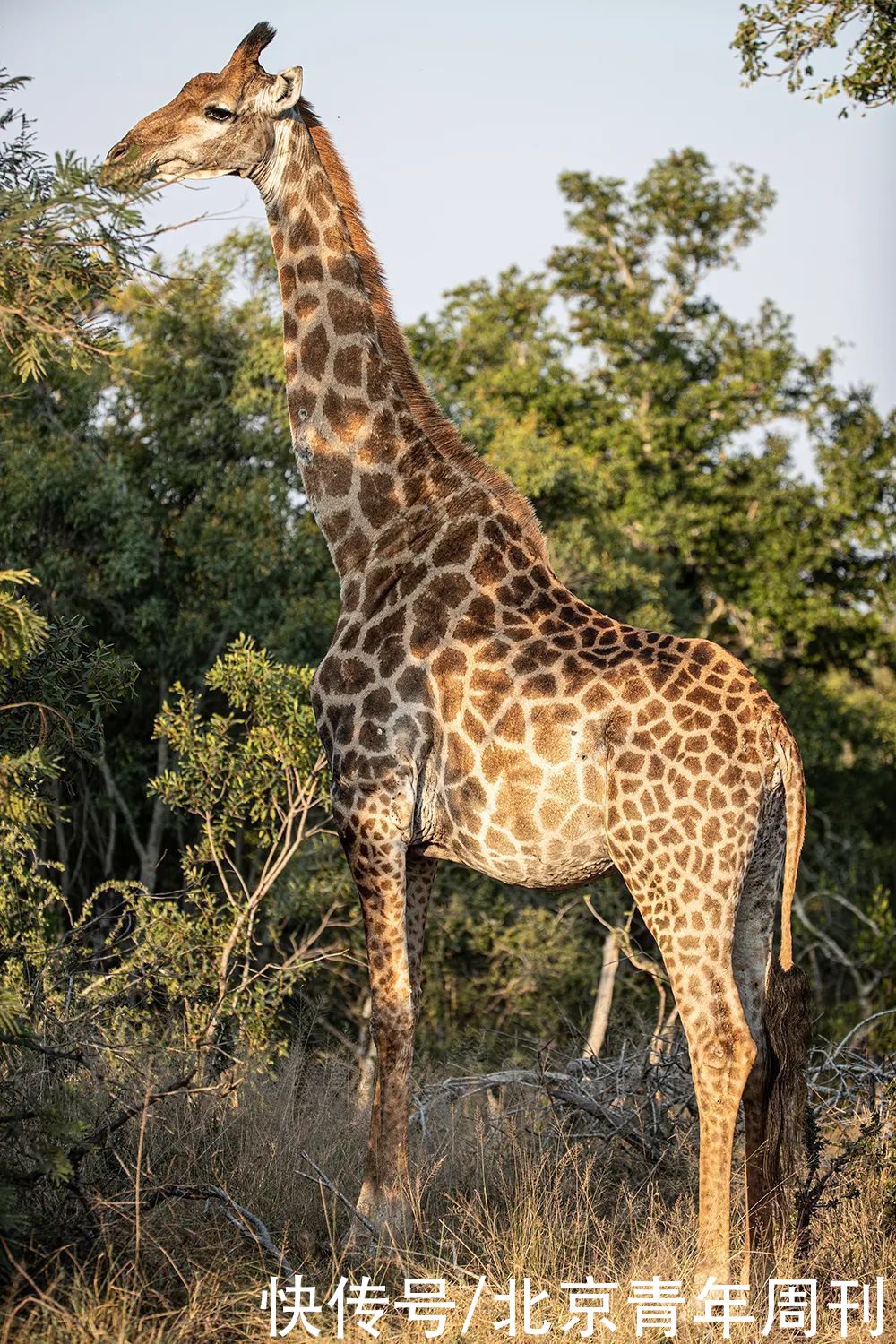 彩妆|熊乃槿：天真动人，万物生长