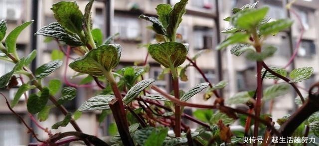 薄荷|薄荷土里加“一料”,不枯黄不徒长,蹭蹭冒嫩芽,清香怡人一整年!