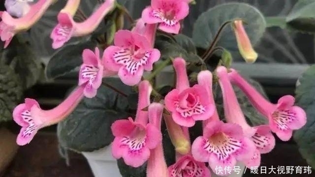 3种喜阴花,放在北阳台,少晒太阳,少管它,清清爽爽开满花