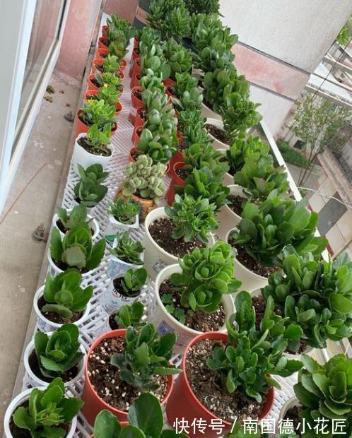 秋天|5种漂亮花,立秋之后快扦插,天凉快,生根快,成活多