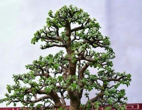 金枝玉叶有四怕,避免四点,养护金枝玉叶不再难