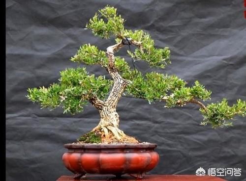 黄杨下山桩怎么浇水？