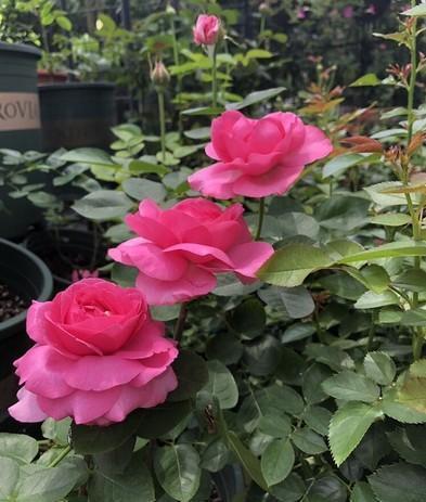 元素|月季花越开花越小做好“两件事”,花大色艳,天天开花不间断