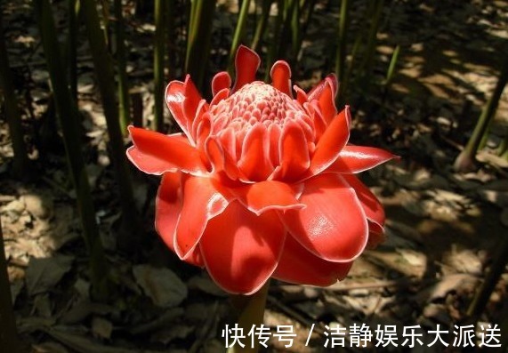 花瓣|家养这款菊花,号称“菊中珍品”,花似绣球,洁白如玉,美爆了