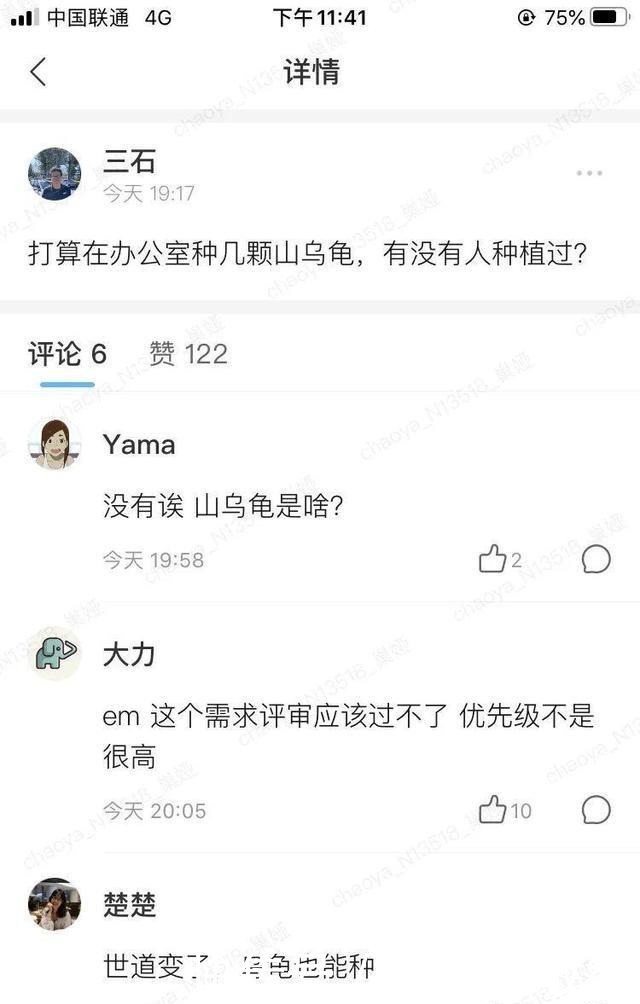 1米7的天竺葵,开花成瀑布,太震撼了!