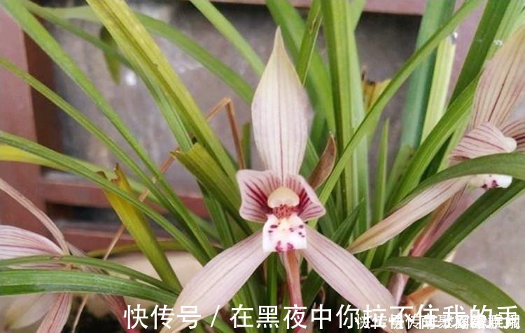 菇凉|兰花爱喝这种“催花水”,什么淘米水、过期药都不如它,简单实用