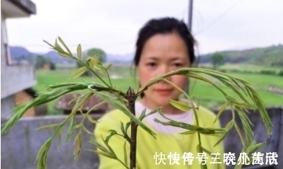 我的家乡|农村一种让人流口水的叶子,卖到350元一斤,用来煲汤很好喝!