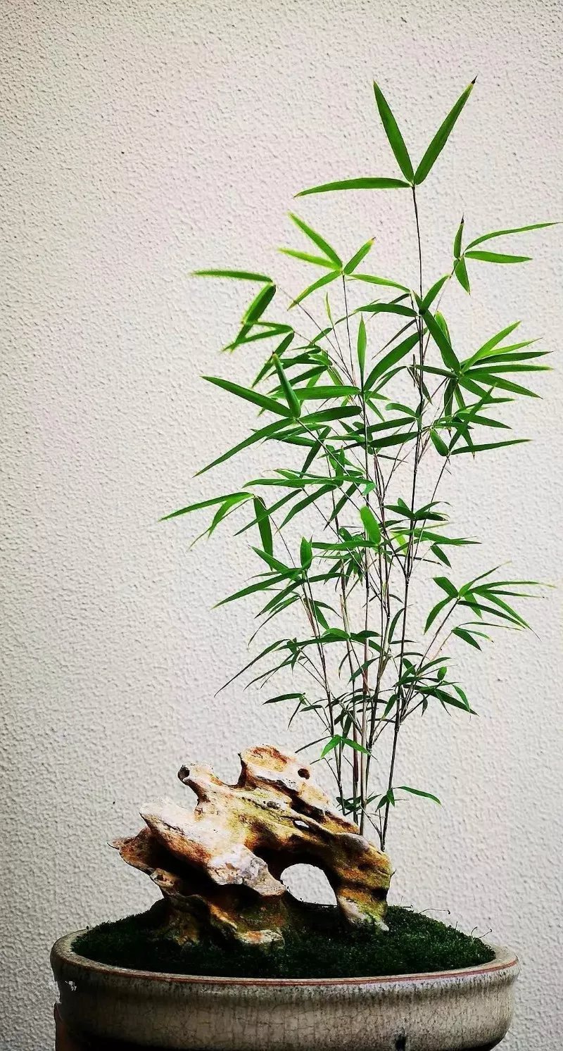 收藏|惊艳的6大盆景造型,中国植物艺术的巅峰,收藏起来