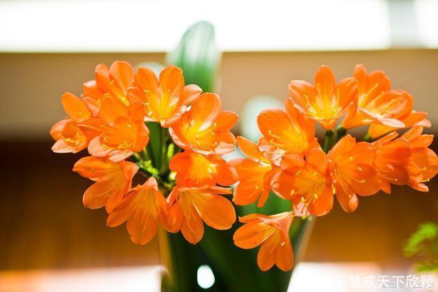 怎样让君子兰一年长出8片叶子他的做法,值得我们学习