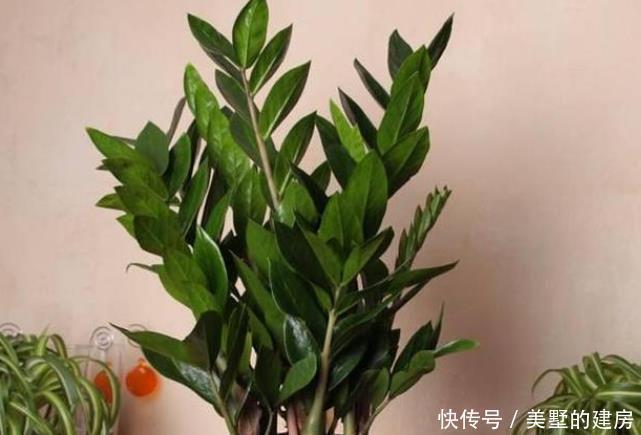 这4种花可以养出“富贵命”，寓意平平安安，聪明的家长都在养