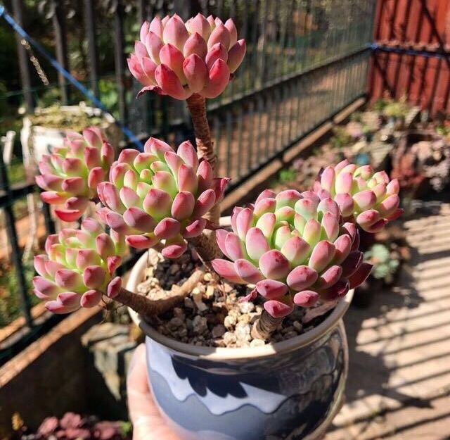 养花小技巧养多肉爱生蚧壳虫，几个方法都杀除干净