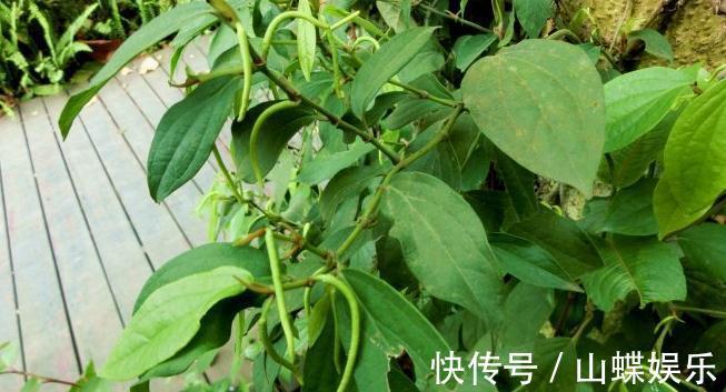 疝气痛|乡下不起眼的植物,曾经不被重视,现在成了稀罕物,价值珍贵