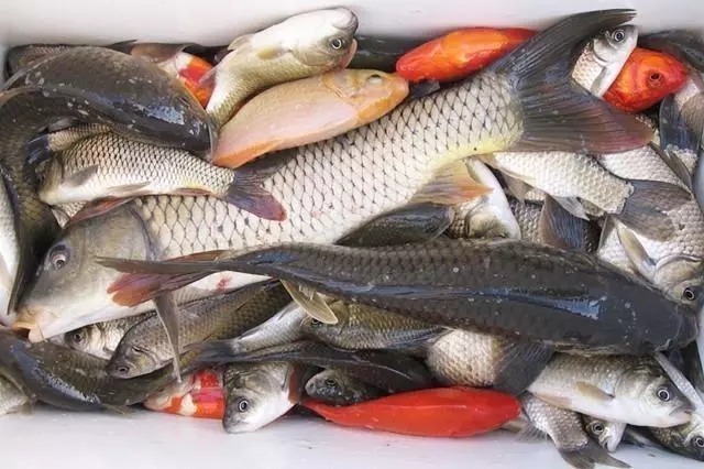 调漂的这三个“要素”你要是不考虑,只能说你会调漂而不是懂调漂