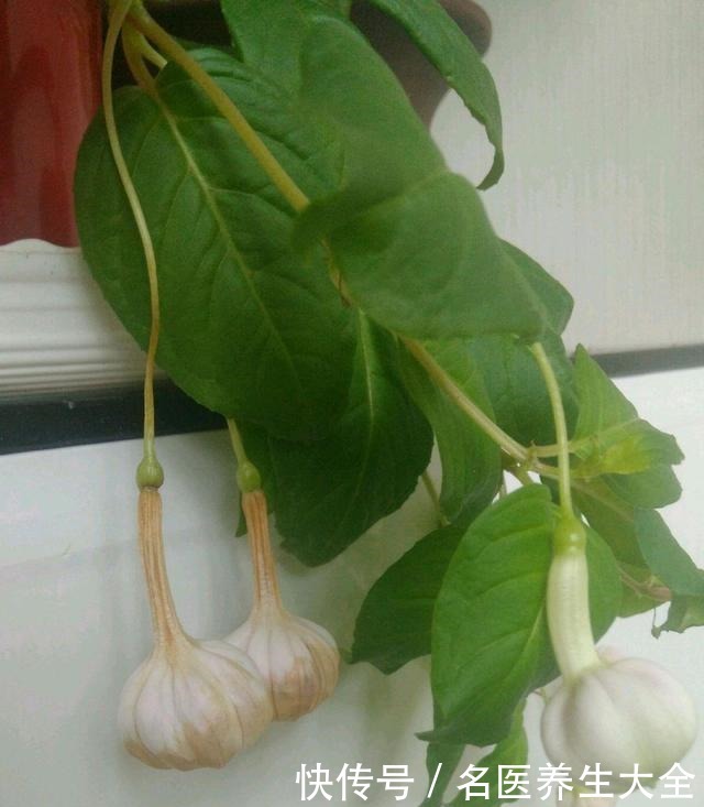 我是不是养了假的倒挂金钟,开花怎么像大蒜一样,都懵圈了!