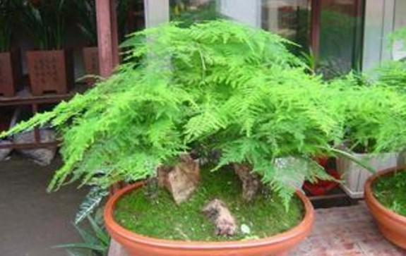 养殖|家庭养殖文竹只要做到此4点,新手也可以养的很茂盛