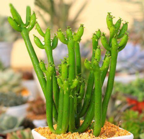 家养这些植物,阳台开出花海,花叶俱美,养盆放阳台美极了