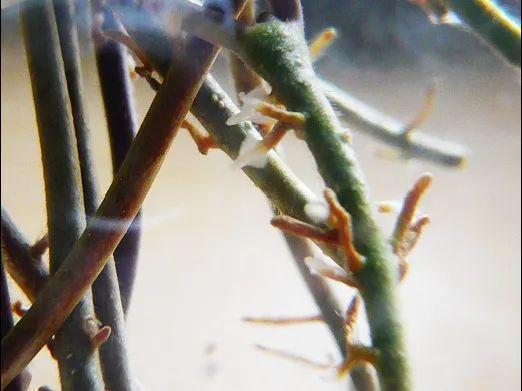 茉莉花扦插有机关,砍这一段枝条,插土里3天就活!