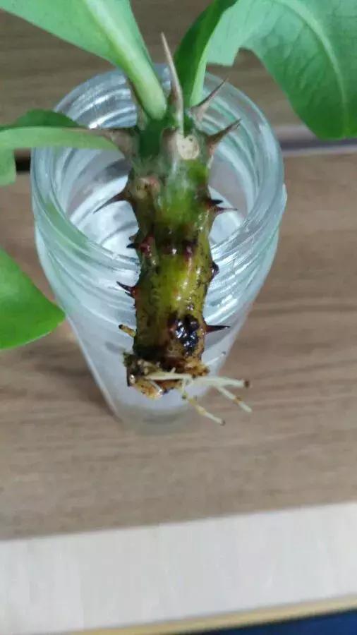 塑料瓶里装点水,能插20种花,生根不用愁,新手一学就会!