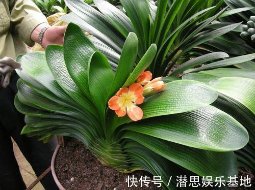 长寿花|这些花适合“穷养”,大花盆长不好开花少,很多新手都混淆了