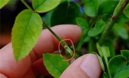 月季长出“一种芽”,赶紧掐掉它,长的越多,越难开花,白费劲了