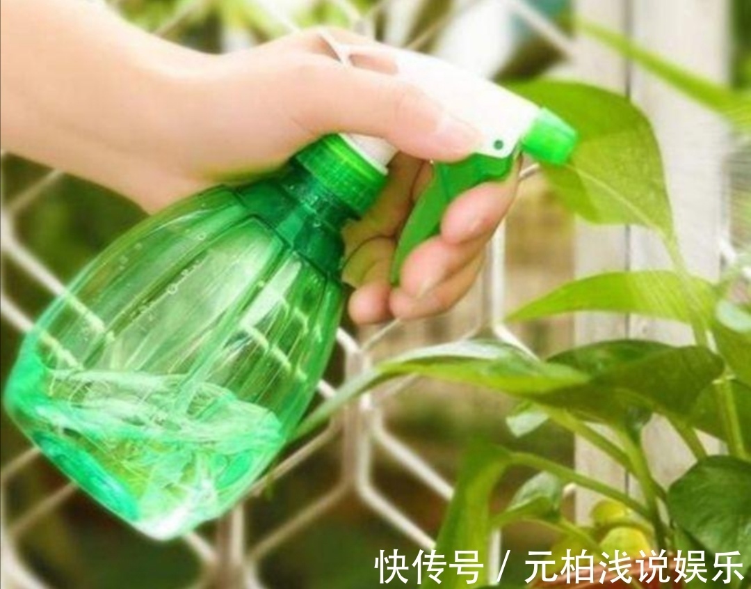 花盆里出现小虫子，不用买杀虫剂，往里面扔点“小东西”就管用