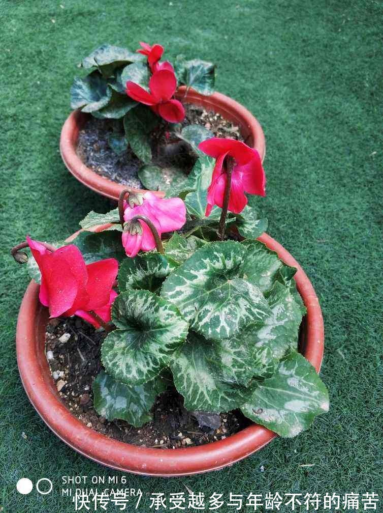 浇水别洒到叶子上，尤其是这6种，不然烂叶烂花芽