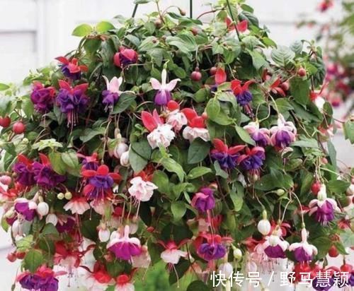 沙漠玫瑰|4种花漂亮又便宜，沾土就开花，开花爆盆很漂亮，越养越喜欢