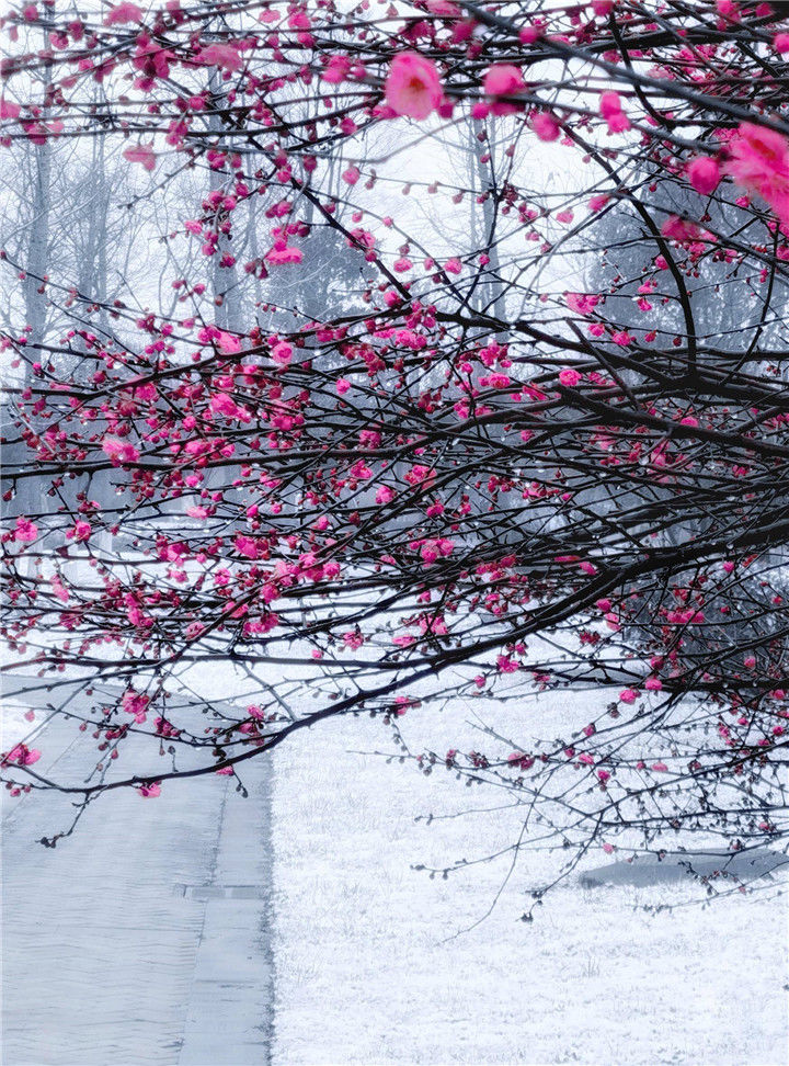 真的下雪了！外面已经一片雪白，快看傲梅斗雪