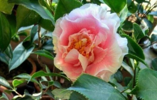 1种花,比牡丹还美,比绿萝还好养,棵棵开满枝头!