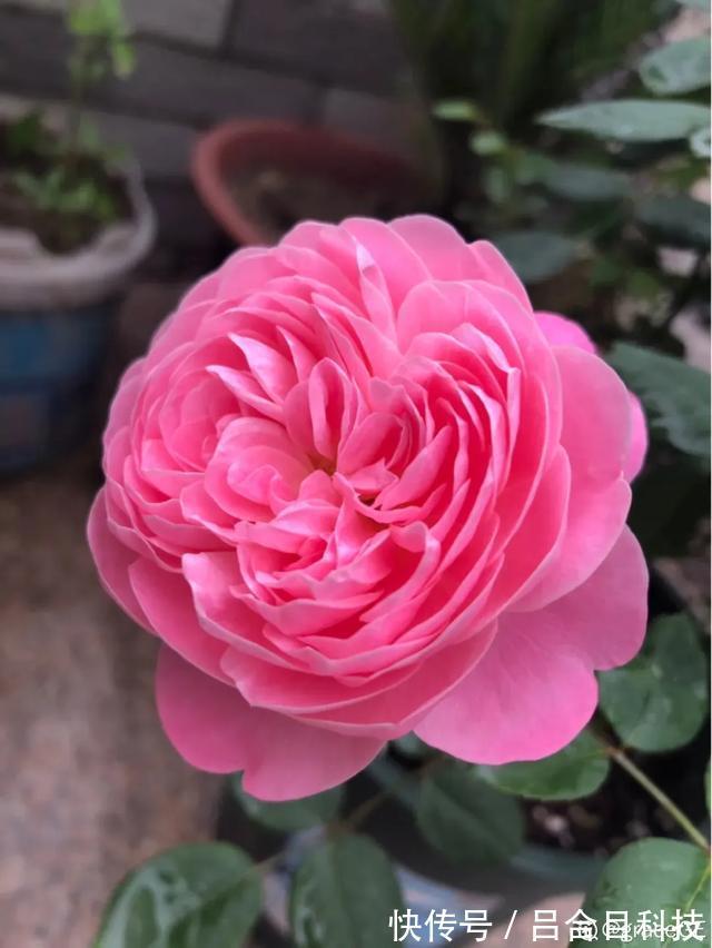 月季|22种最漂亮的月季,一次能开300天,满屋飘香开花多