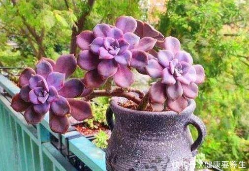 养多肉就养这8种,皮实又好养,短时间就能变老桩,出状态也很美!