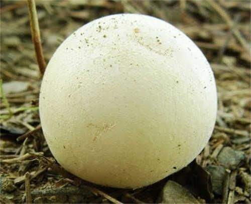 地方|见过这种野生“大白馒头”吗吃起来如豆腐,老了如同“烟雾弹”