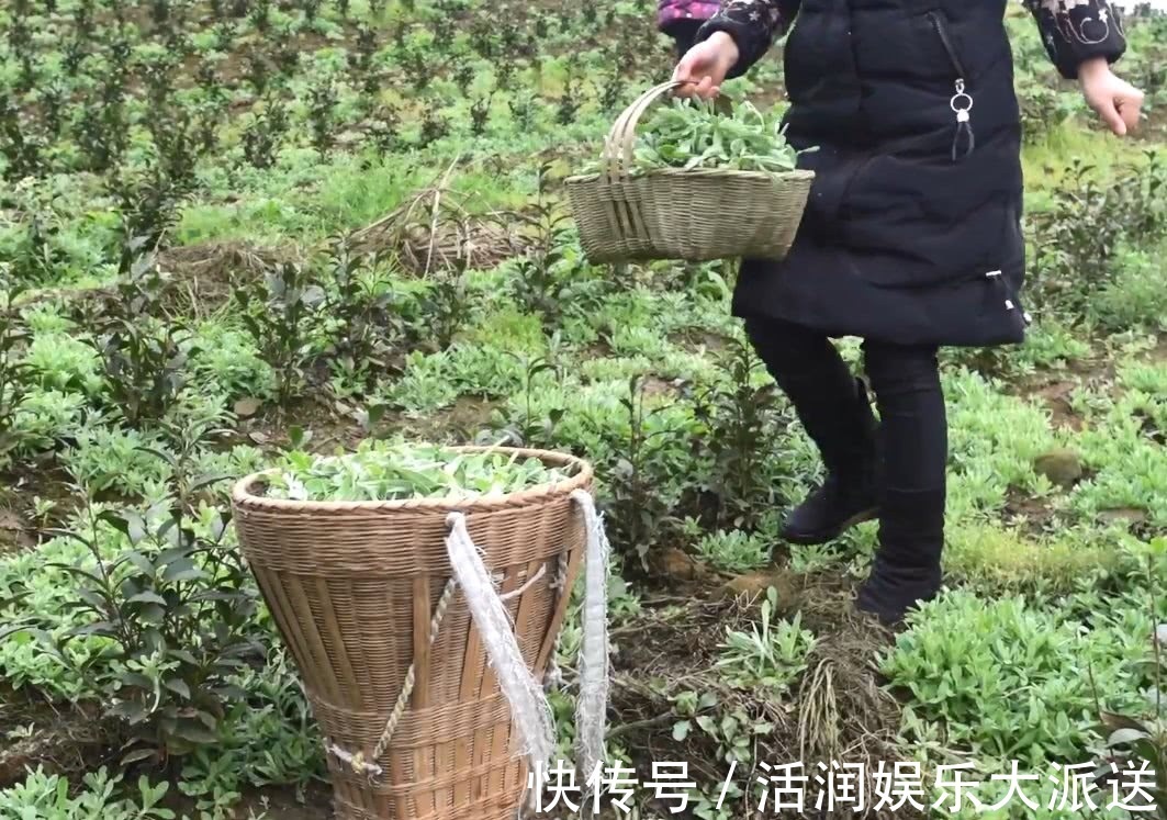 野花野草|山间野菜太多，一会功夫就摘一背篓，拿回家可以做成特色美味小吃