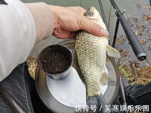 鲫鱼|小鲫鱼连杆钓,大鲫鱼不见影?找到原因对症下药才能钓过瘾