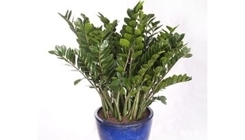芦荟|这四种花，特别适合新手养殖，越不浇水越爆盆，找一款适合你的吧