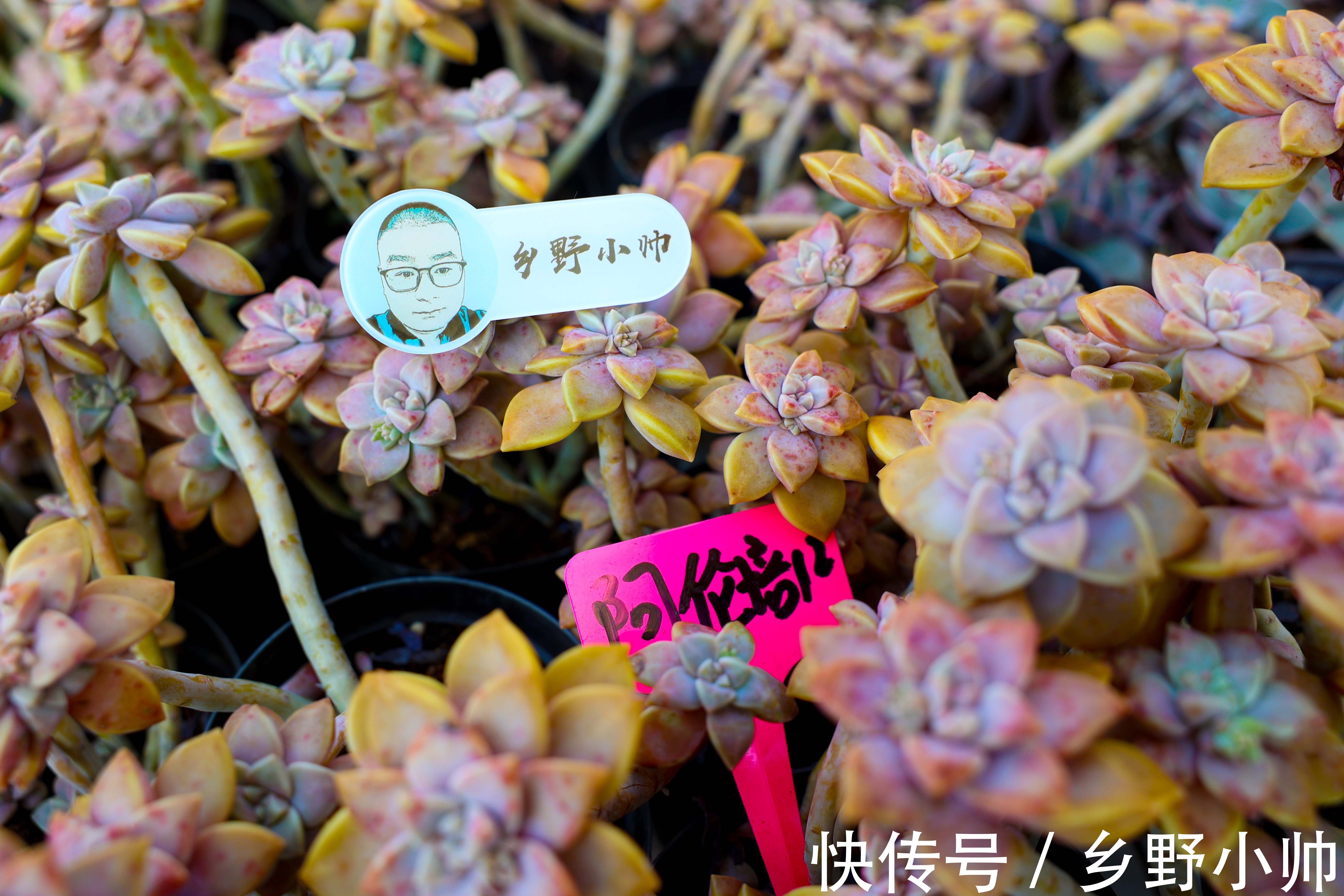 多肉植物不发根?所有的现象都是有原因的,看看你中招了没