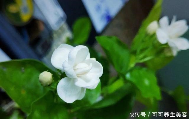 这些植物一定要勤浇水，不然分分钟“渴死”！