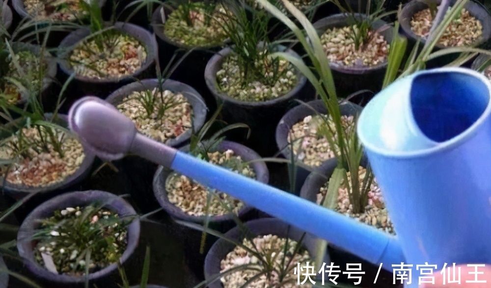 低气温养花,这“3少1多”要注意,否则盆栽熬不过冬天