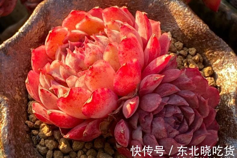 别人的多肉越养越美,你的却越养越丑?8年肉友告诉你是什么原因